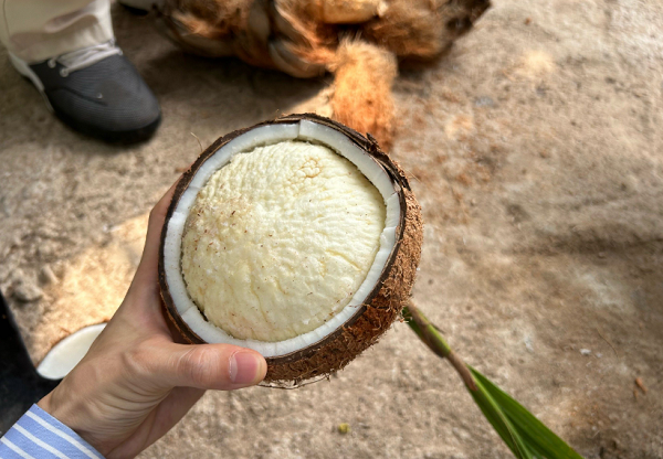 海南隐藏美食椰宝！本地人私藏的 “椰中黄金”