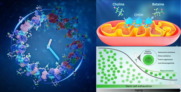 探寻生命密码！景杰生物助力衰老研究入选“2025中国生命科学十大进展”
