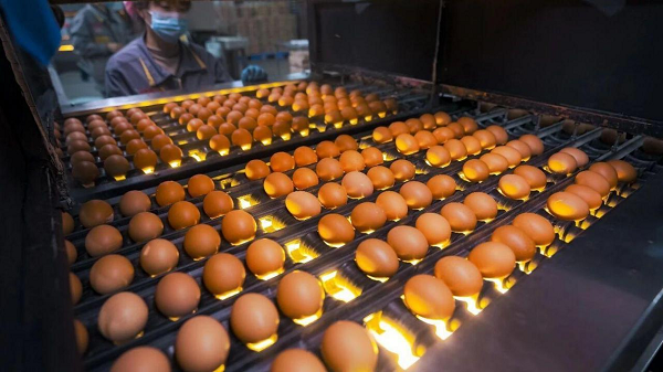 市占率突破50%！晓鸣股份十七年深耕，架起中蒙蛋业合作共赢桥