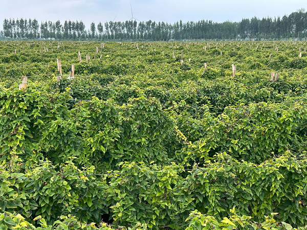 一场深入药材原产地的品质革命,御君方探寻道地山药药食同源的生命轨迹