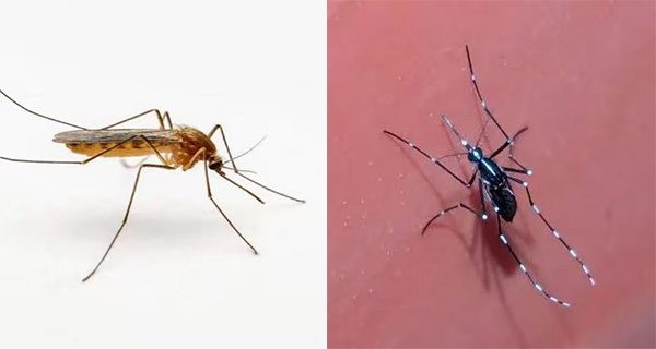 4月成都等地进入“超级蚊子季”，彩虹集团全力保障驱蚊用品供应