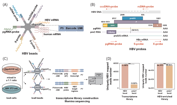 肝脏顶刊HEPATOLOGY研究成果发布!赛陆空间组学破解HBV感染核心机制