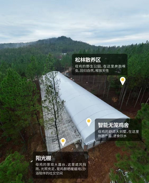 叮咚买菜上线“无笼好蛋”，成首个主推非笼养鸡蛋即时零售平台