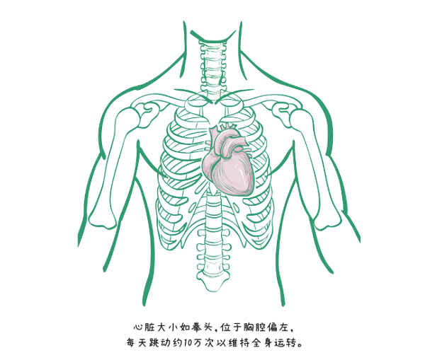 守护心门：一文读懂主动脉瓣狭窄与TAVR微创换瓣