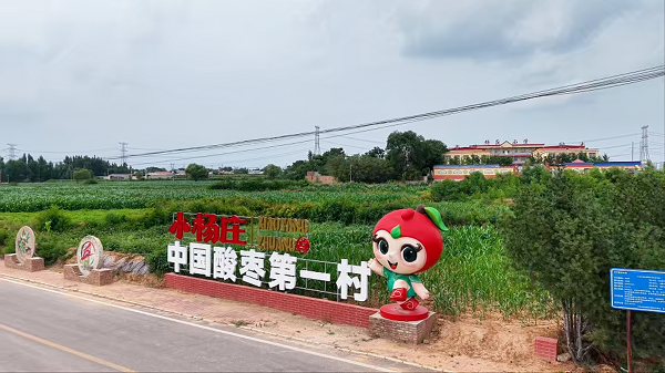 品质不在广告里，在源头上！御君方再赴内丘县小杨庄，交出酸枣仁&ldquo;透明答卷&rdquo;
