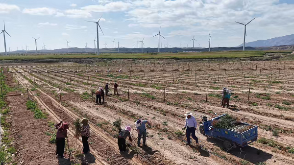 道地药材不只是一句口号！御君方溯源团亲赴中宁，为枸杞写了一份&ldquo;体检报告&rdquo;
